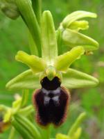Ophrys araignée