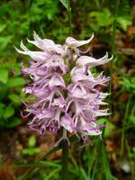 Un Orchis Moucheron (non plutôt singe)