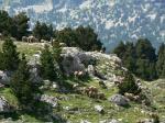Moutons sur les haut plateaux du Vercors