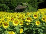 Grangeon et tournesols...