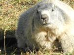 Marmotte dodue