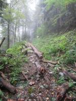 Travaux forestiers Chemin du Pavé