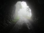 Tunnel de la route forestière