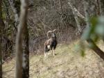 Le mouflon