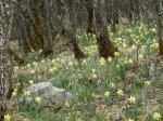 Jonquilles