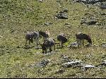 5 ânes sur le plateau de Périoule