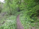 sentier bordé d'ail des ours bien fleuri