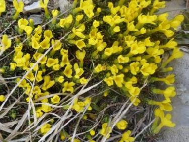 androsace vitaliana Grégoria