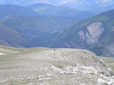 chamois sur les Barres de Chine