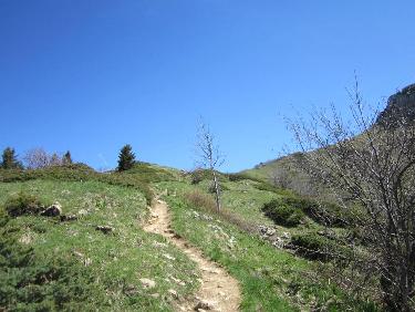 verdure, soleil et ciel bleu