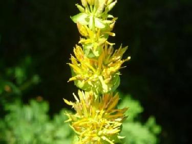 Perdue sur le Belvédère, une grande gentiane