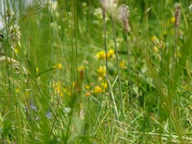 Picnic dans l&apos;herbe au sommet