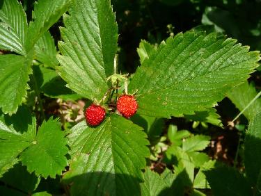 C&apos;est farci de fraises des bois. Elles sont bonnes