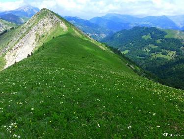 Belle et confortable selle herbeuse