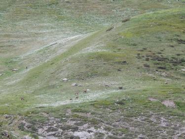 chamois dans le vallon de la Selle