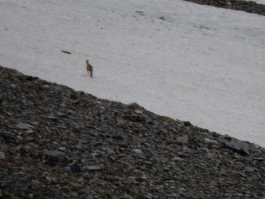 chamois dans le vallon de la Selle