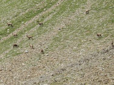 chamois dans le vallon de la Selle