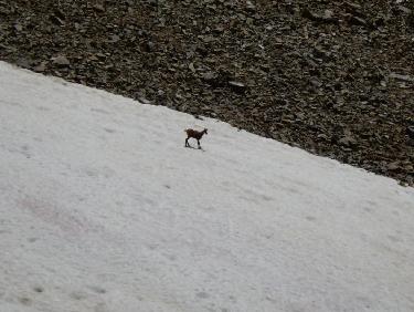 chamois au Lac le Laus
