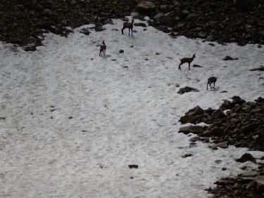 chamois dans le vallon de la Selle