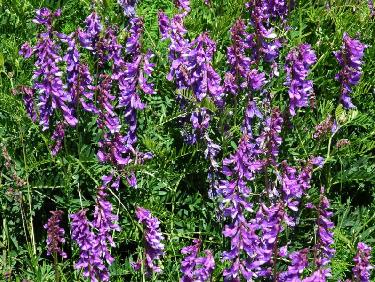 Autre exemple de fleurs