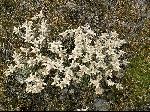 Bouquet d&apos;edelweiss