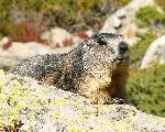 Marmotte dans le vallon de la Muande