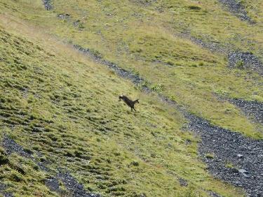 chamois sous la Tête de la Vieille