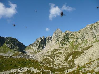 Des mouches et des paysages