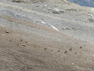 Bouquetins à la Mortice