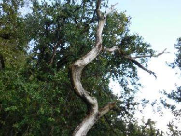 arbre amortisseur