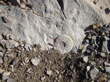 Des fossiles sous les pieds