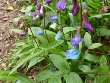 Charmante petite fleur bicolore