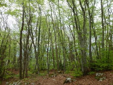 Une hêtraie presque verte