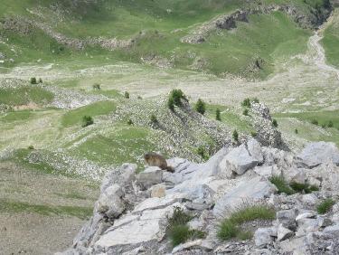 comité d&apos;accueil!