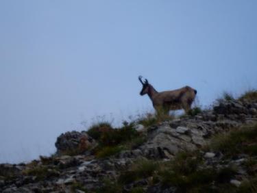Le Piolit: chamois