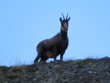 chamois