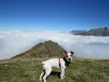 mon compagnon de rando