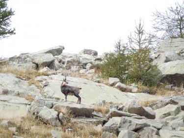 Chamois en montant à la Baisse de l&apos;Auriac