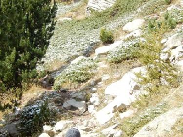 Chamois près du Refuge de l&apos;Estrop
