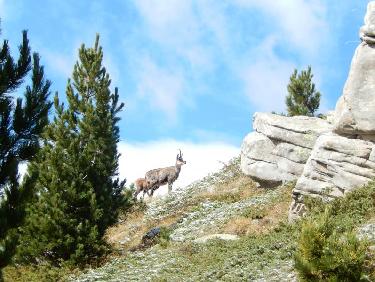 Chamois près du Refuge de l&apos;Estrop