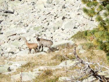 Chamois près du Refuge de l&apos;Estrop