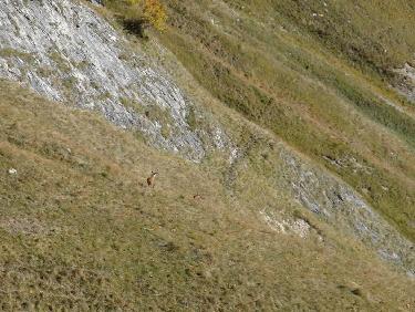 Un cerf à la poursuite de 2 biches