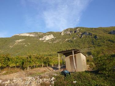 Des vignes ensoleillée pour un délicieux nectar