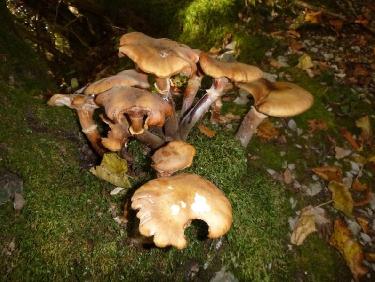 De monstrueux champignons