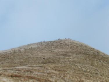 Chamois au Col du Barle