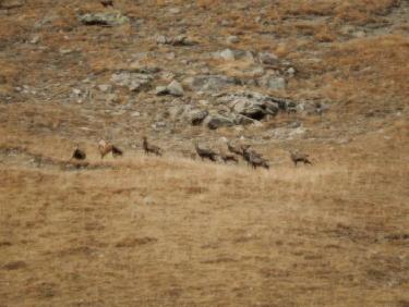 Chamois sous le Col du Barle
