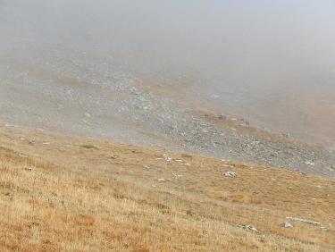 chamois dans le brouillard