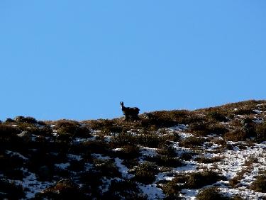 Chamois du planard de Combe Rousse