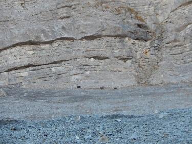 chamois sous le Sommet du Chamois