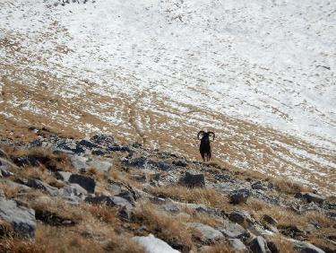 Mouflon au Sommet de Raz de Bec